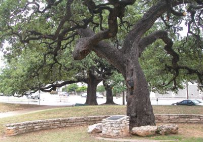Auction Oaks _ Famous tree of Texas